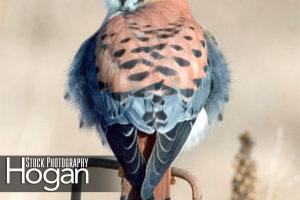 American kestrel Forsythe Refuge