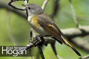 American redstart female New Jersey Pine Barrens