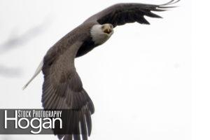 Bald eagle New Jersey Pine Barrens