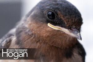 Barn swallow head