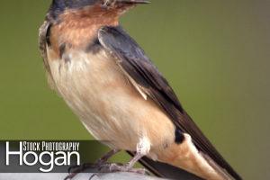 Barn swallow carrying insect to nest