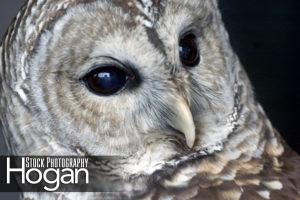 Barred owl New Jersey Pine Barrens
