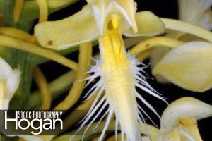 Bicolor fringed orchid grows in New Jersey Pine Barrens