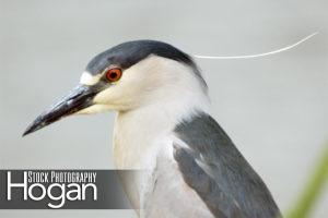 Black crowned night heron head Cumberland County Delaware Bay