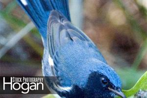 Black throated blue warbler Delaware Bay