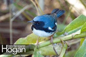 Black throated blue warbler Delaware Bay New Jersey