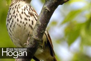 brown thrasher looking down from branch