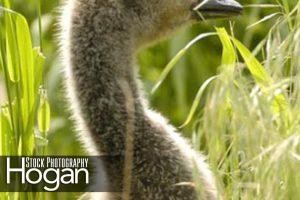 Young Canada Goose hiding in grass
