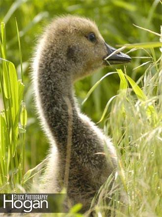 Young Canada Goose hiding in grass