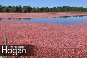Cranberry Harvest Chatsworth, panorama