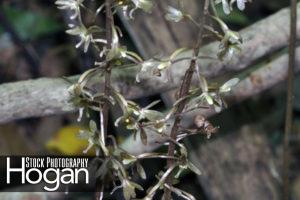 Crane fly orchid flower looks like an insect