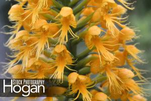 Crested yellow orchid has a fringed lower lip