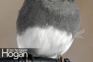 Dark eyed junco