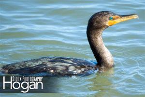 Double crested cormorant Forsythe Refuge