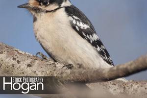 Downy woodpecker on branch