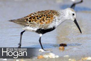 Dunlin Delaware Bay