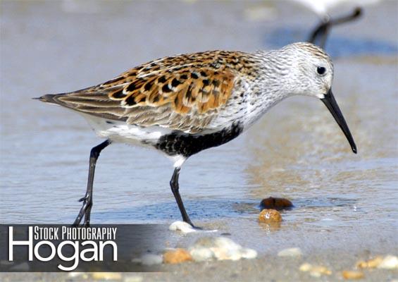 Dunlin Delaware Bay