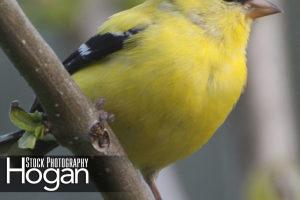 Eastern goldfinch male