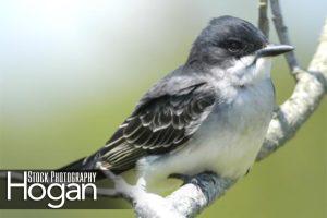 Eastern kingbird Forsythe Refuge