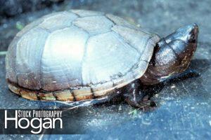 Eastern mud turtle