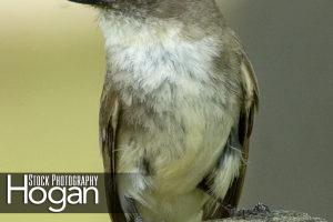 Eastern wood peewee on wood post