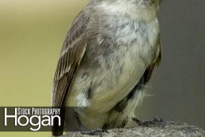 Eastern wood peewee on wood post