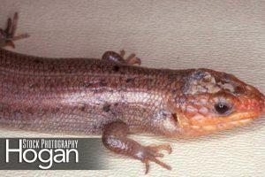 Five line skink