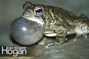 Fowlers toad calling for a mate