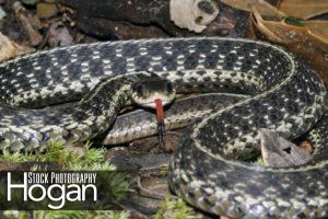 Garter snake with tongue out