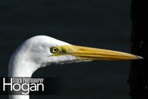 Great egret head