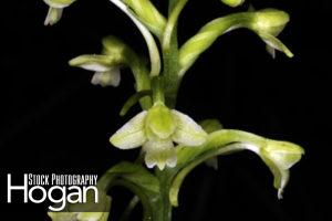 Green woodlands orchid found in the New Jersey Pinelands