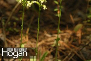 Green woodlands orchid found in the New Jersey Pinelands