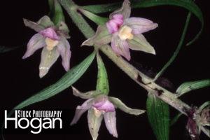 Helleborine orchid from Europe