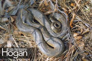 Hog nose snake plays dead