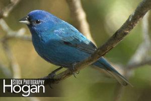 Indigo bunting