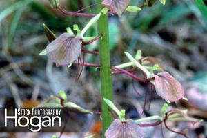 Lily leaf twayblade blooms in May in New Jersey Pinelands
