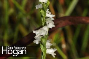Little ladys tresses orchid is a rare orchid found in the New Jersey Pine Barrens