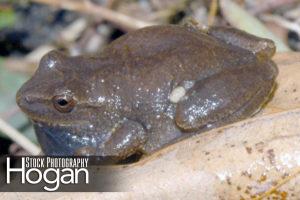 New Jersey chorus frog calls in early spring