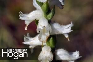 Nodding ladys tresses orchid grows in New Jersey Pine Barrens and blooms in September