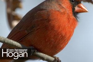 Northern cardinal male