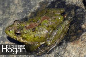 Northern cricket frog live in ponds