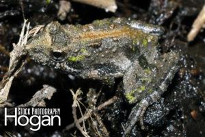 Northern cricket frogs live in the New Jersey Pine Barrens