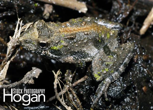 Northern cricket frogs live in the New Jersey Pine Barrens
