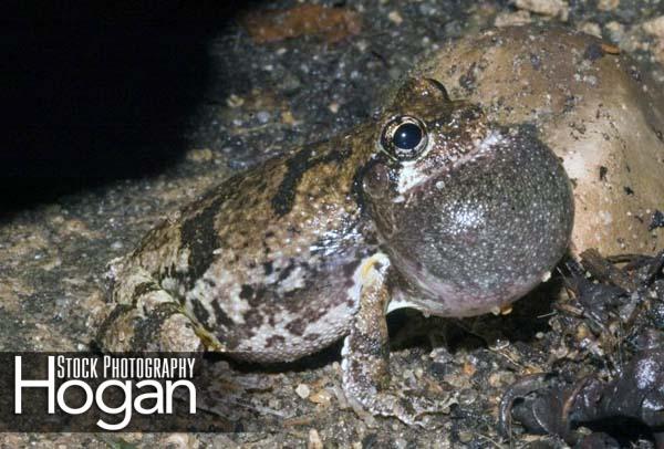 Northern gray tree frog calling for a mate