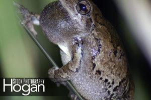 Northern gray tree frogs-calling-2