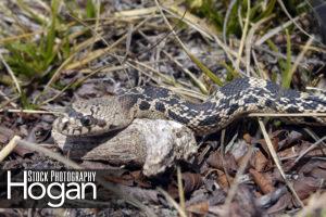Northern pine snakes are black and white