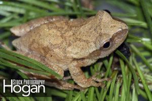 Northern spring peepers call in April