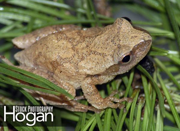 Northern spring peepers call in April