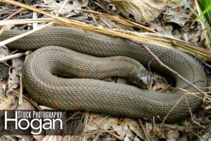 Northern water snakes live in the New Jersey Pinelands