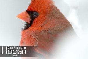 northern cardinal head snow